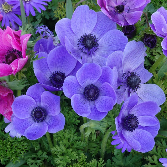 Anemonen coronaria blauw - Anemone 'm.fokker' - Voorjaarsbloeiers