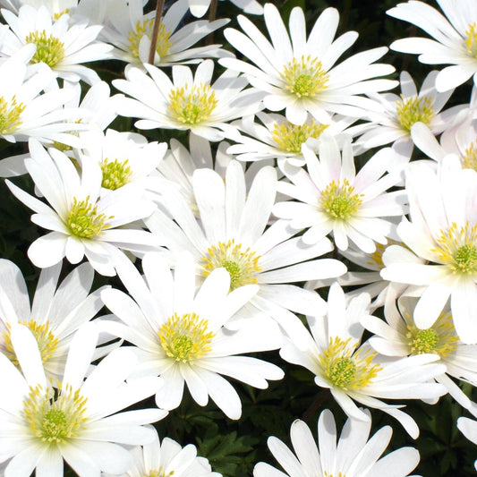 Griekse Anemonen White splendour - Anemone 'white splendour' - Bloembollen