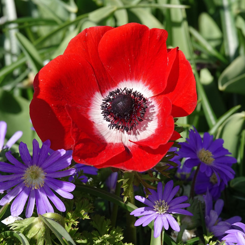 Anemonen coronaria rood - Anemone 'hollandia' - Bloembollen