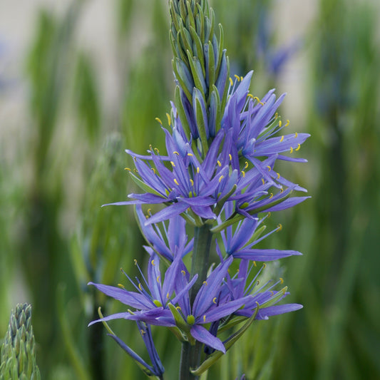 Blauwe Leichtlins camassia's - Bakker