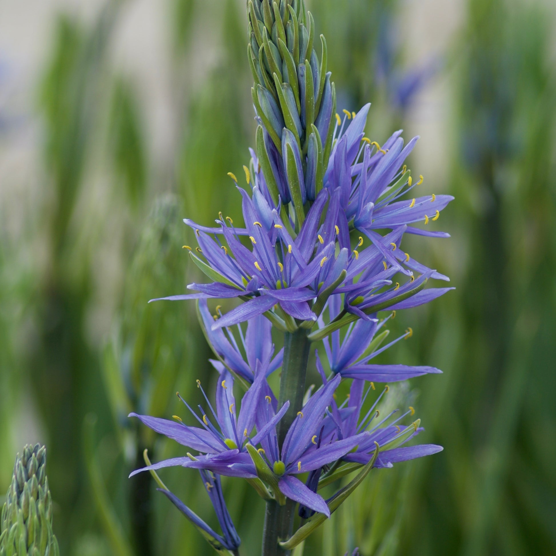 Blauwe Leichtlins camassia's - Camassia 'leichtlinii' subsp. suksdorfii - Bloembollen