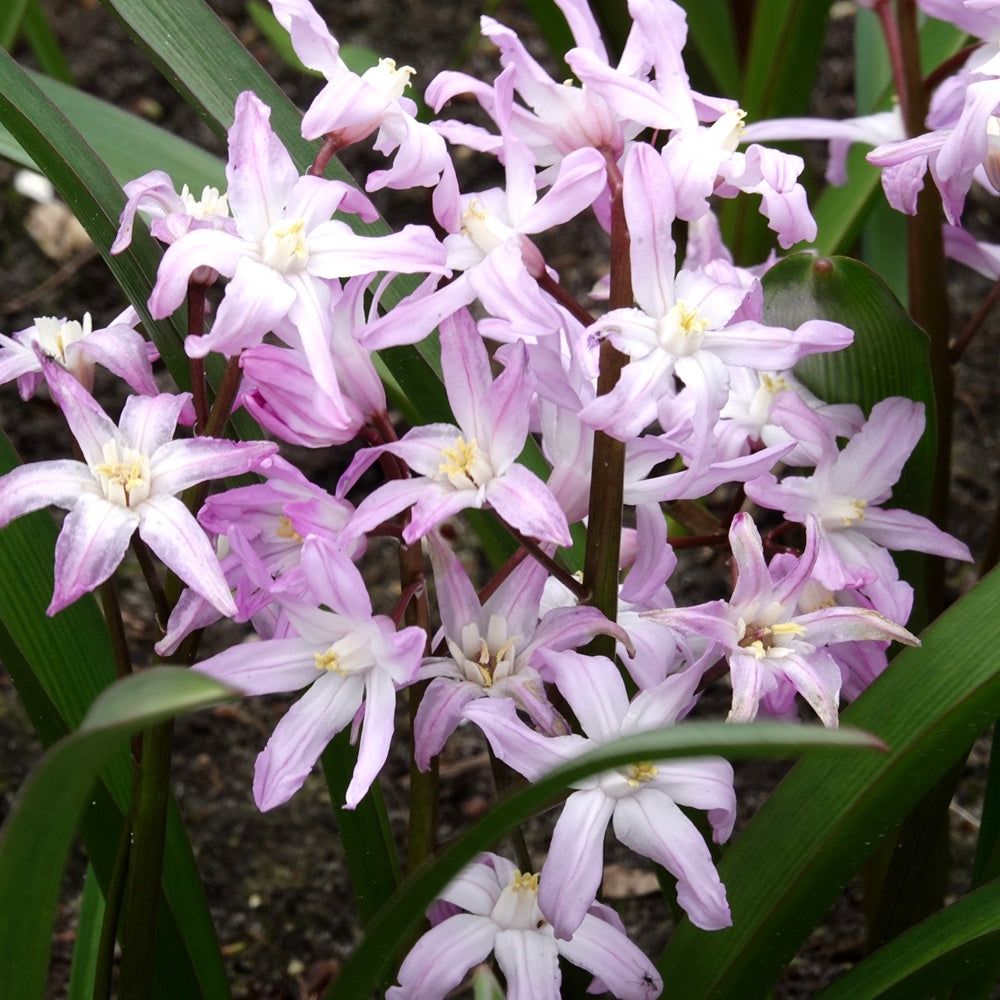 Sneeuwroem 'Pink Giant' - Chionodoxa 'pink giant' - Bakker