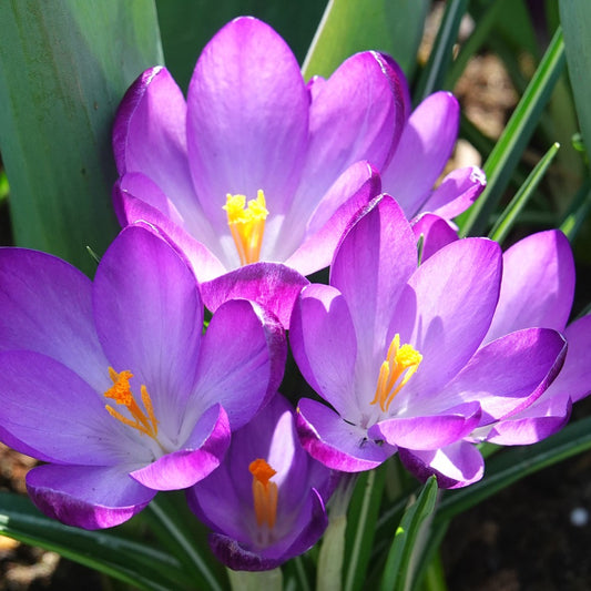 Hybride Crocussen Ruby Giant - Bakker