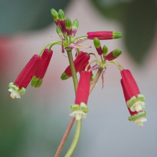 Bloodbells - Dichelostemma 'ida-maia' - Bloembollen