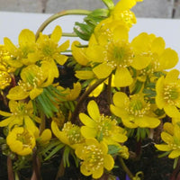 Helleborussen - Eranthis hyemalis - Tuinplanten