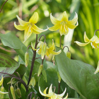 Pagode erythronium - Erythronium 'pagoda' - Bakker