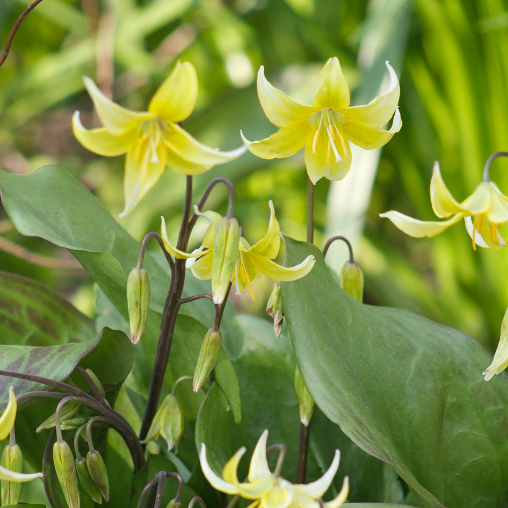 Pagode erythronium - Erythronium 'pagoda' - Bloembollen