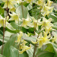 Pagode erythronium - Erythronium 'pagoda' - Voorjaarsbloeiers