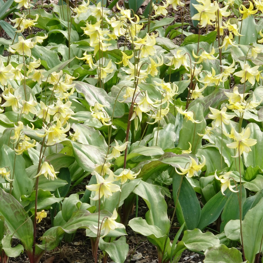 Pagode erythronium - Erythronium 'pagoda'