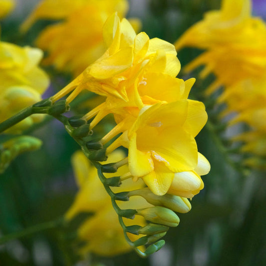 Gele Freesia - Freesia 'yellow' - Bloembollen