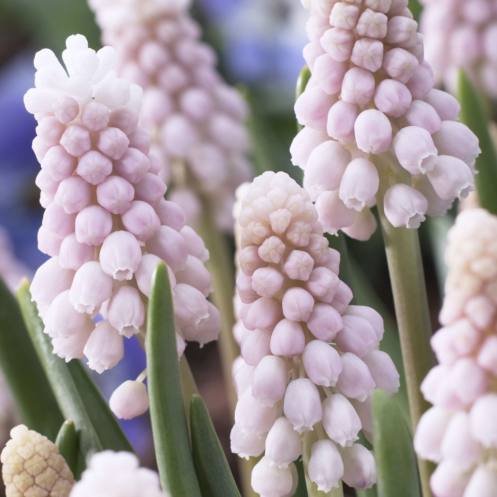 Roze Muscari Pink Sunrise - Muscari 'pink sunrise' - Bloembollen