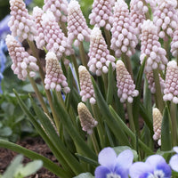 Roze Muscari Pink Sunrise - Muscari 'pink sunrise' - Voorjaarsbloeiers