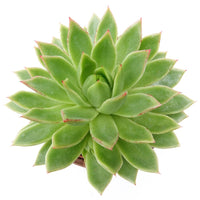 Verkoop Echeveria