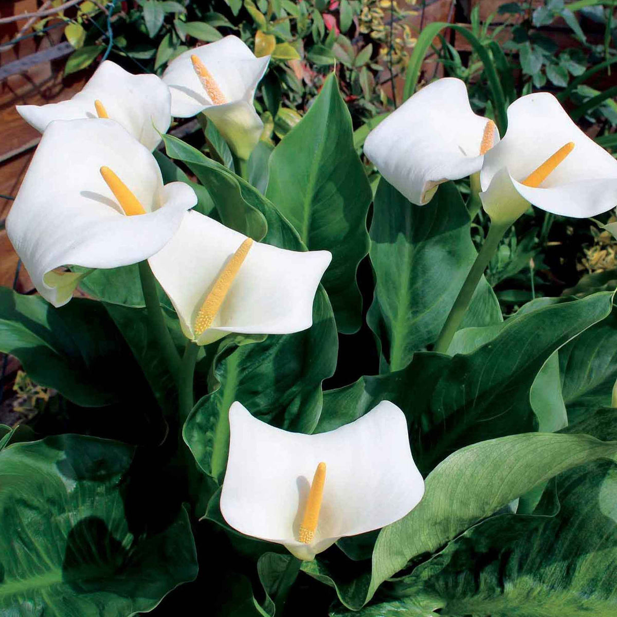 Aronskelk - Moerasaronskelk (x2) - Zantedeschia aethiopica
