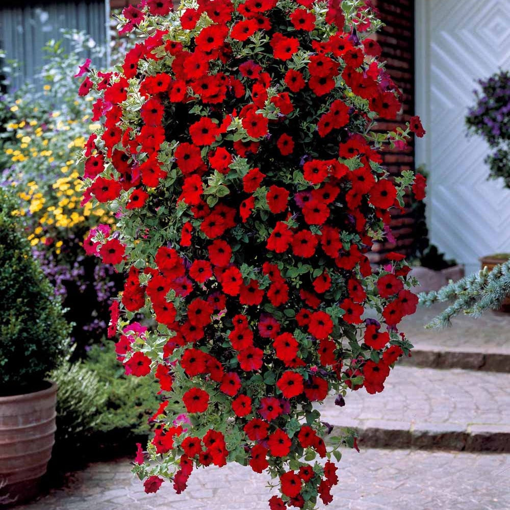Petunia - Hangpetunia rood (x3) - Petunia en Calibrachoa