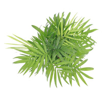 Verkoop Mexicaanse dwergpalm - Chamaedorea elegans