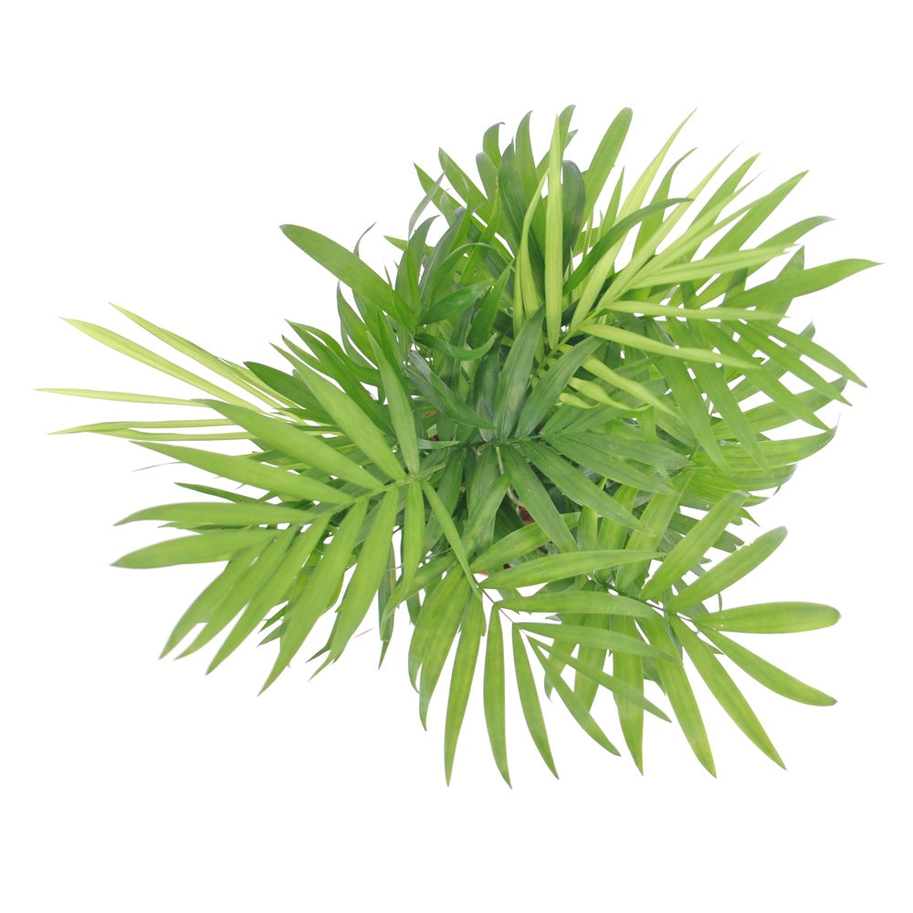 Verkoop Mexicaanse dwergpalm - Chamaedorea elegans