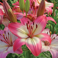 Lilium 'levi' - Asiatische lelie 'Levi' - Lelie