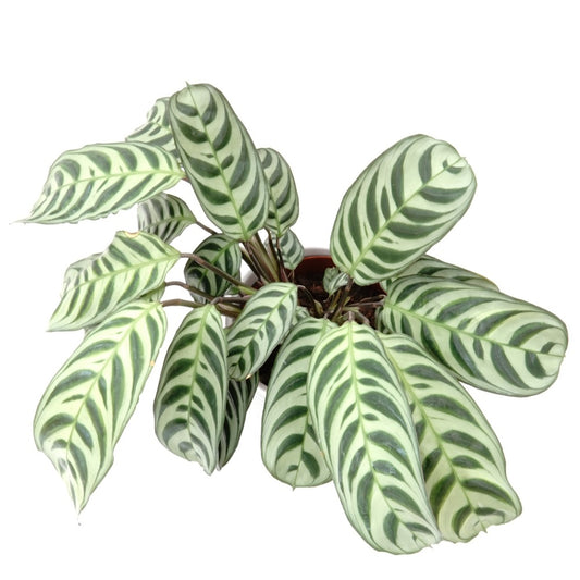 Verkoop Gebedsplant - Ctenanthe burle-marxii