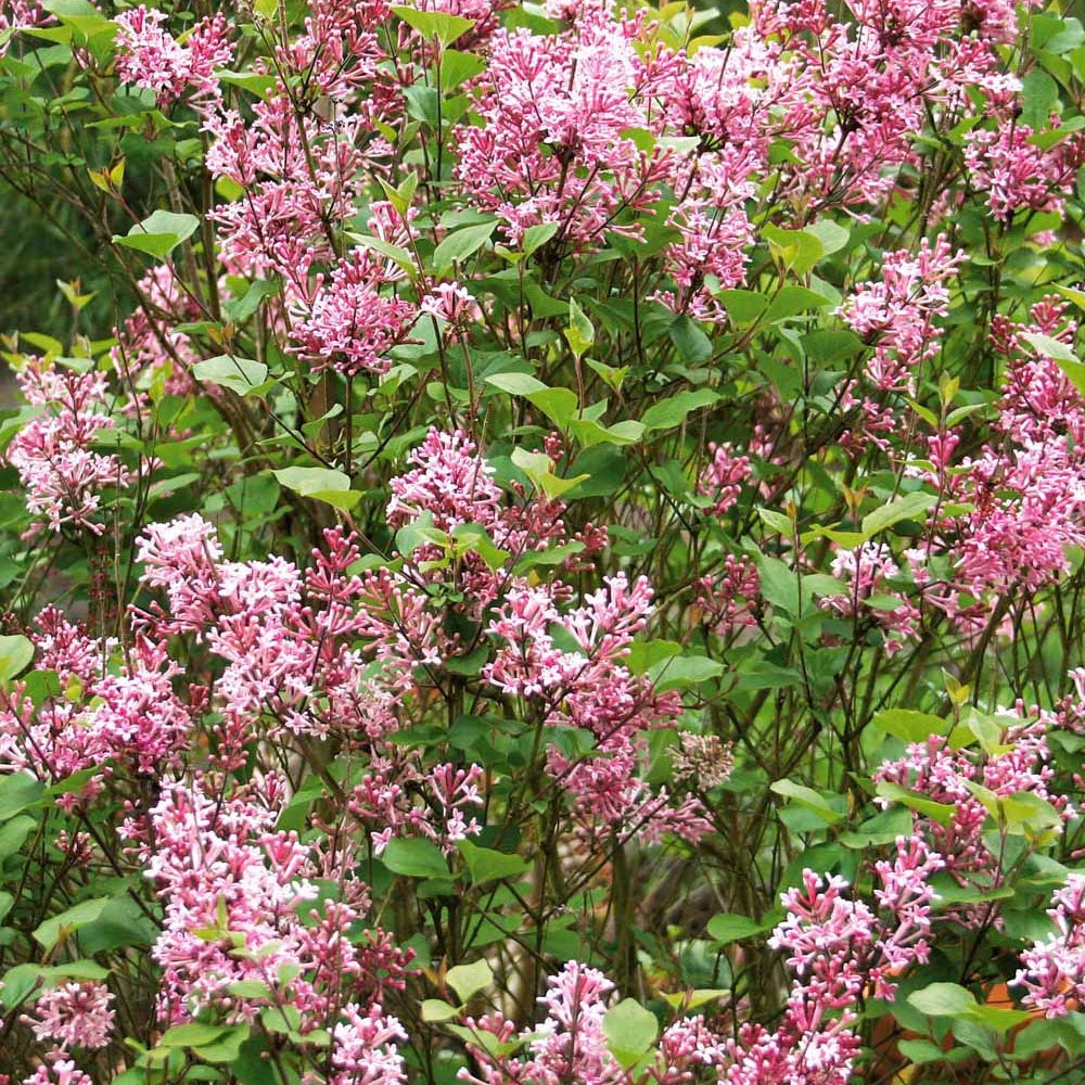 Sering - Dwergsering 'Pink Parfume' - Syringa bloomerang ® Pink Perfume