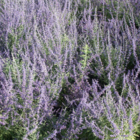 Verkoop Russische salie 'Blue Spire' - Perovskia atriplicifolia blue spire