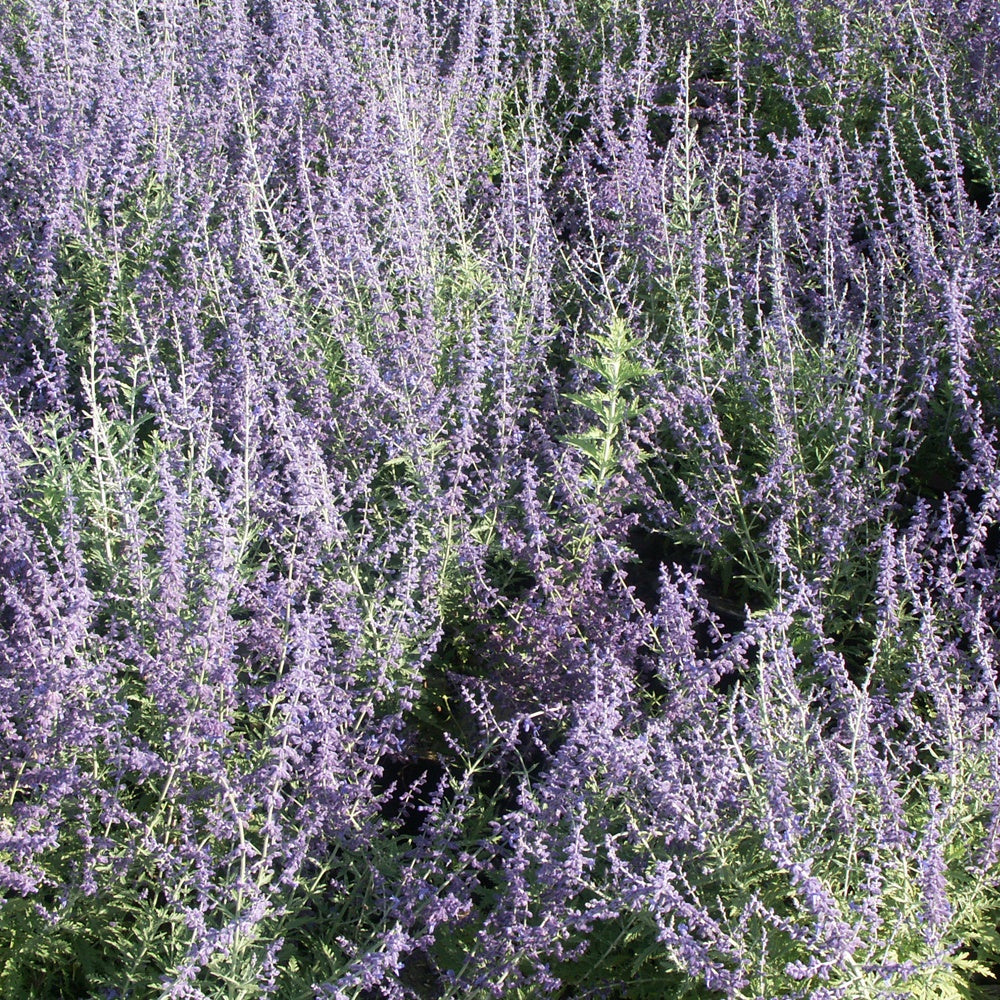 Verkoop Russische salie 'Blue Spire' - Perovskia atriplicifolia blue spire