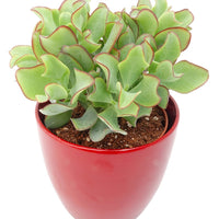 Cactussen en vetplanten - Jadeplant - Crassula arborescens Curly Green