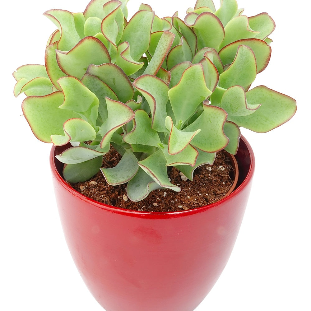 Cactussen en vetplanten - Jadeplant - Crassula arborescens Curly Green