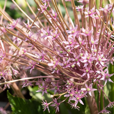 Verkoop Sierui Allium schubertii (x5) - Allium schubertii