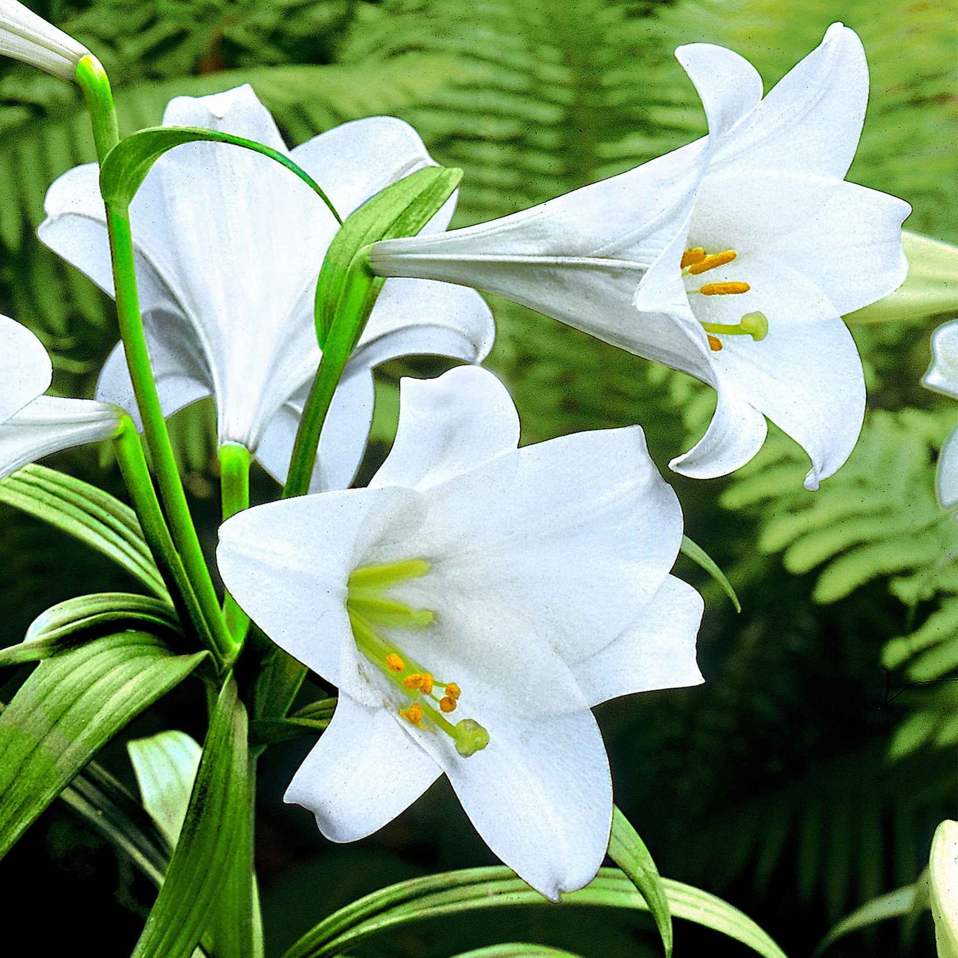 5x Lelie Lilium White Heaven wit - Alle populaire bloembollen