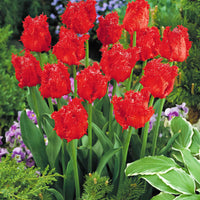 10x Gefranjerde tulpen Tulipa Barbados rood - Alle populaire bloembollen
