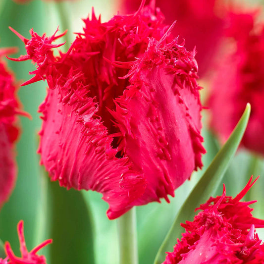 10x Gefranjerde tulpen Tulipa Barbados rood - Alle bloembollen