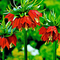 2x Keizerskroon Fritillaria Rubra maxima rood Oranje-Rood - Bijvriendelijke bloembollen