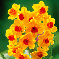 5x Narcis Narcissus Grand Soleil d Or oranje-geel - Alle bloembollen