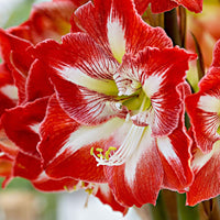 Amaryllis Minerva rood-wit - Alle bloembollen