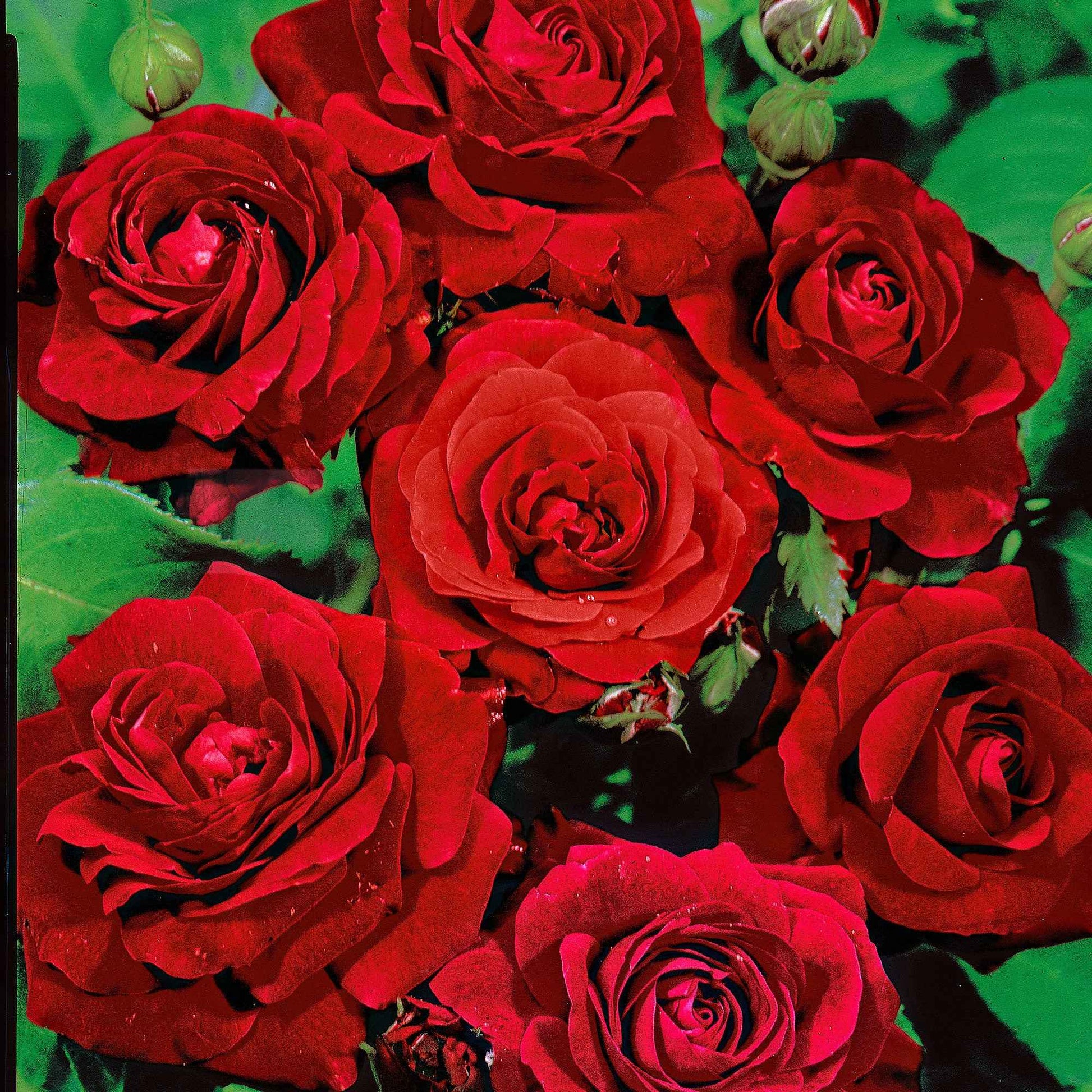 Trosroos Rosa Nina Rosa ® Rood - Bare rooted - Winterhard - Geurende rozen