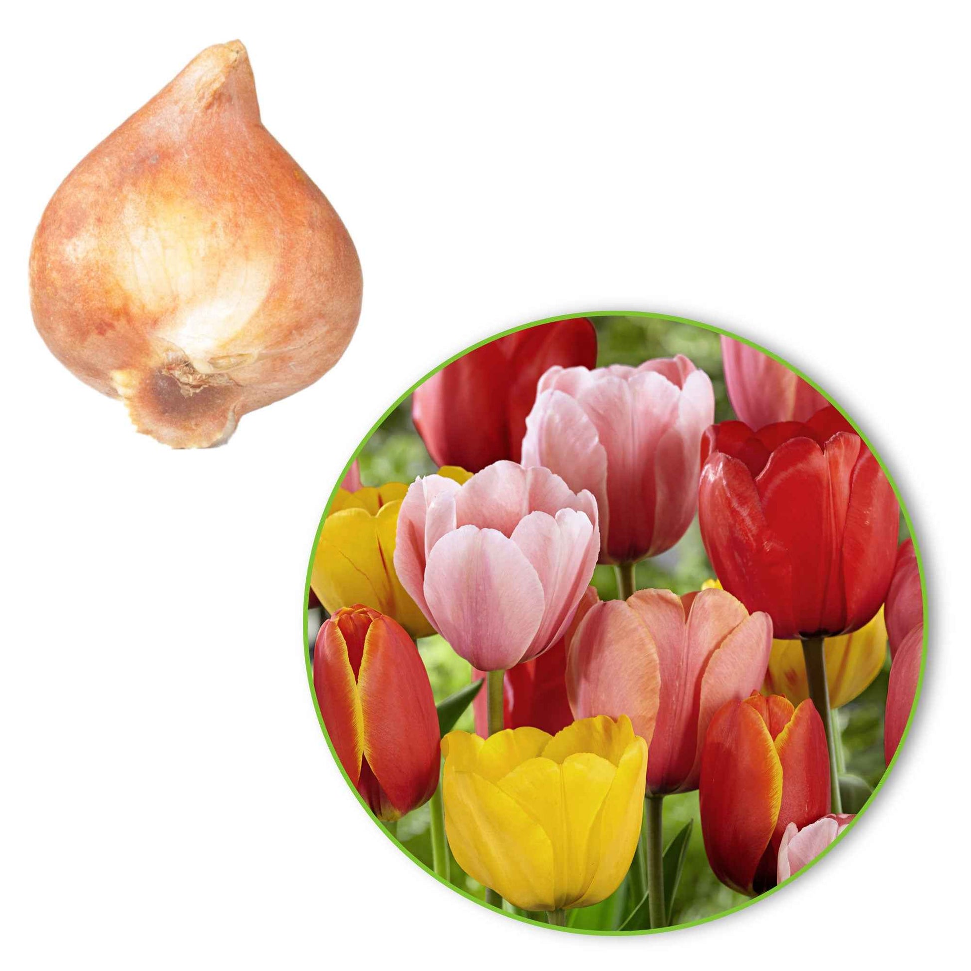 30x Tulpen Tulipa - Mix Popular Mix - Alle populaire bloembollen