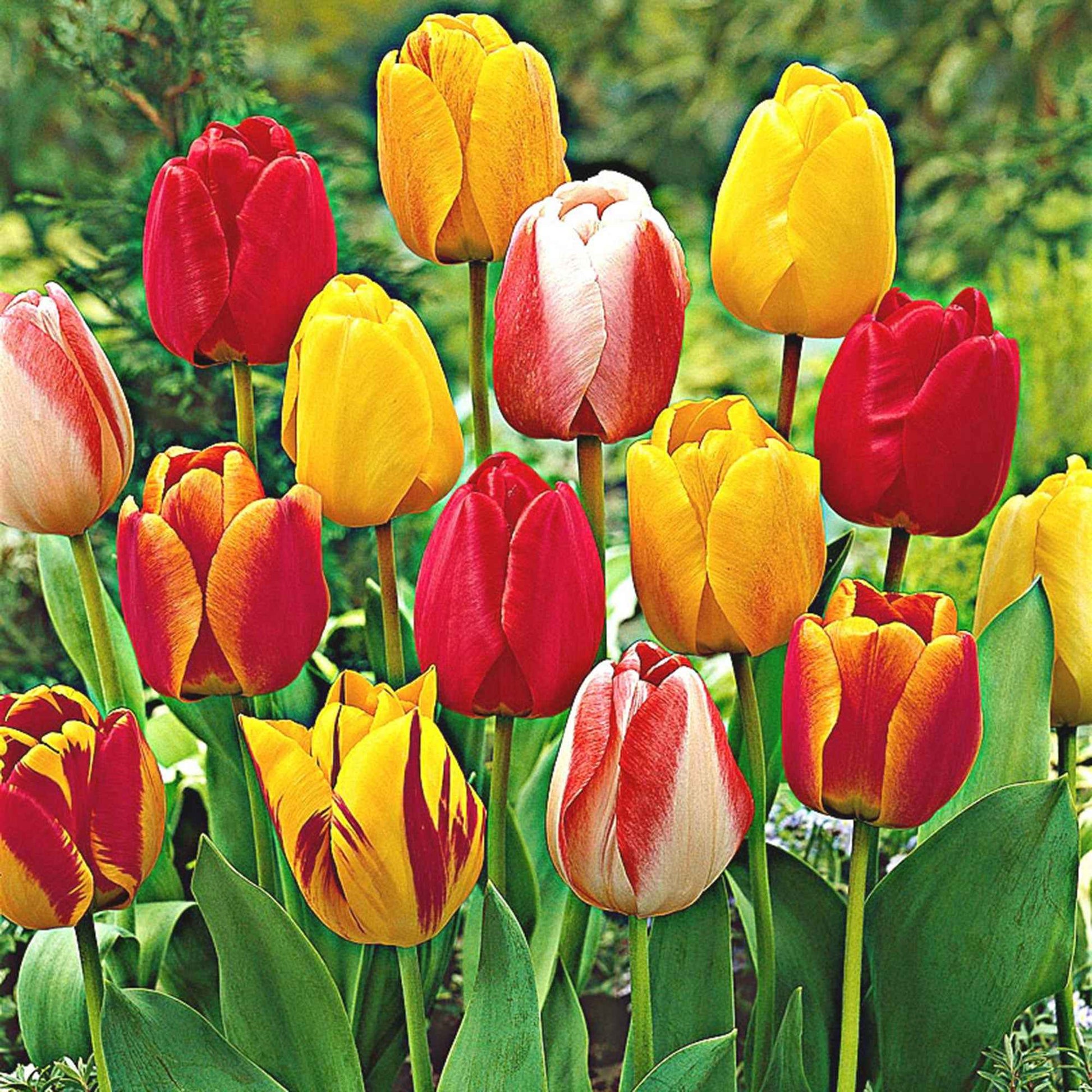 30x Tulpen Tulipa - Mix Popular Mix - Gemengde bloembollen