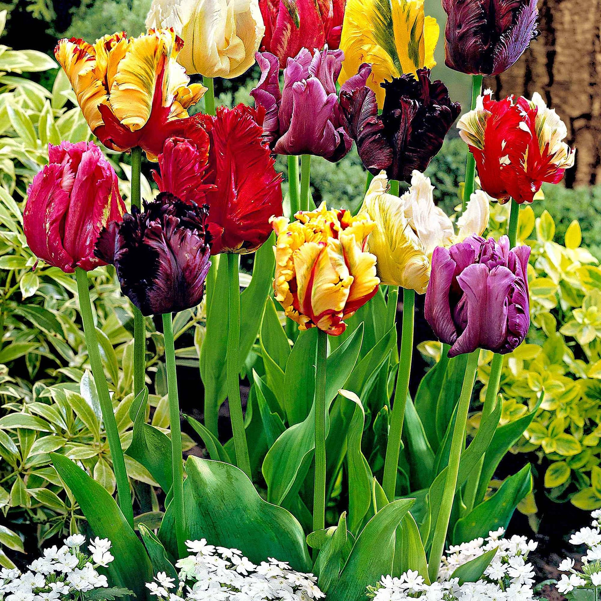 25x Tulpen Tulipa - Mix The Exotic Meerkleurig - Alle populaire bloembollen