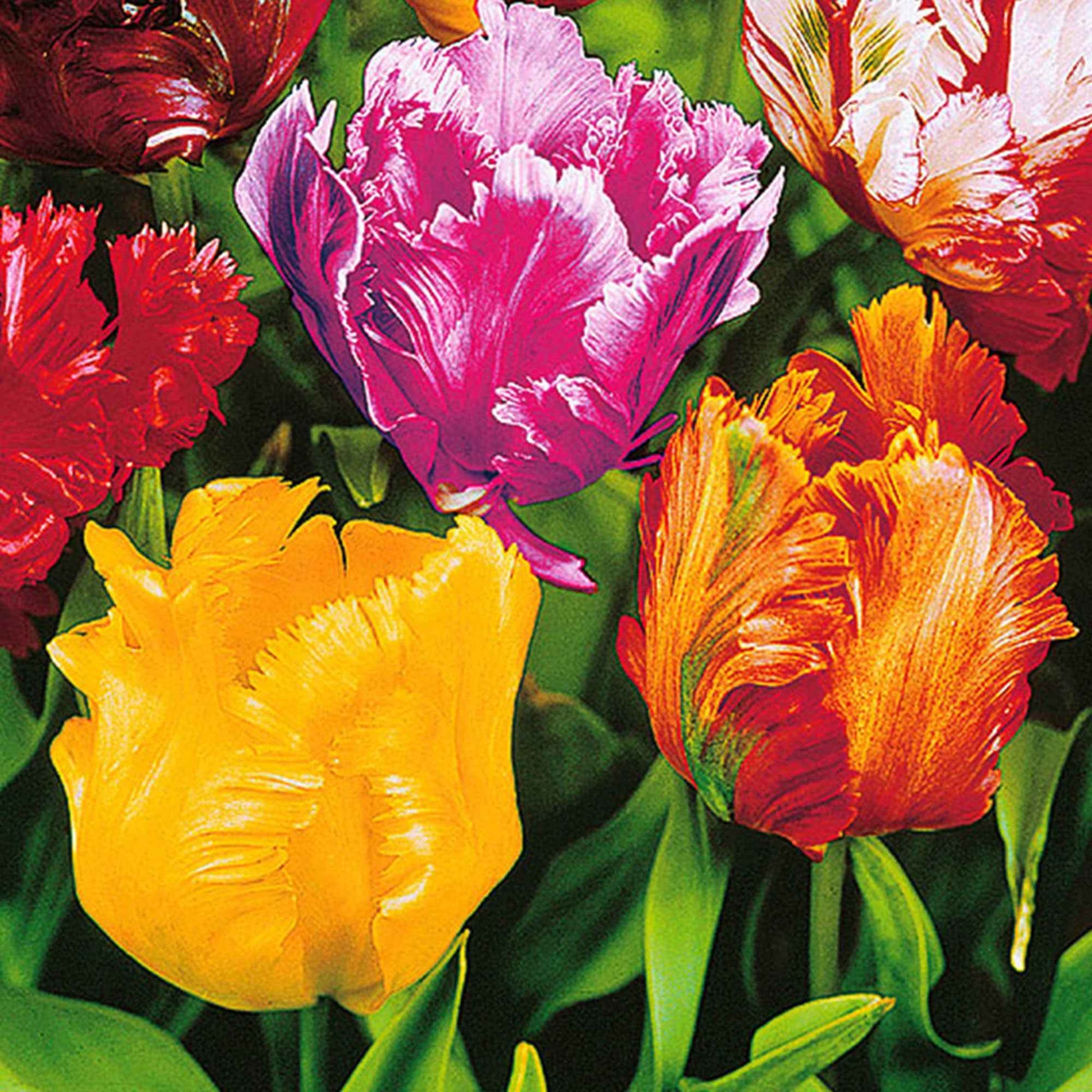 25x Tulpen Tulipa - Mix The Exotic Meerkleurig - Bloembollen