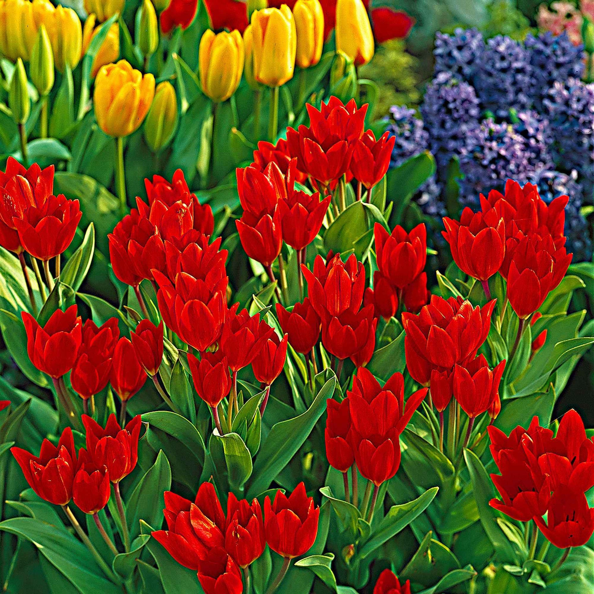 25x Tulpen Tulipa Zwanenburg Variety rood-oranje - Alle bloembollen