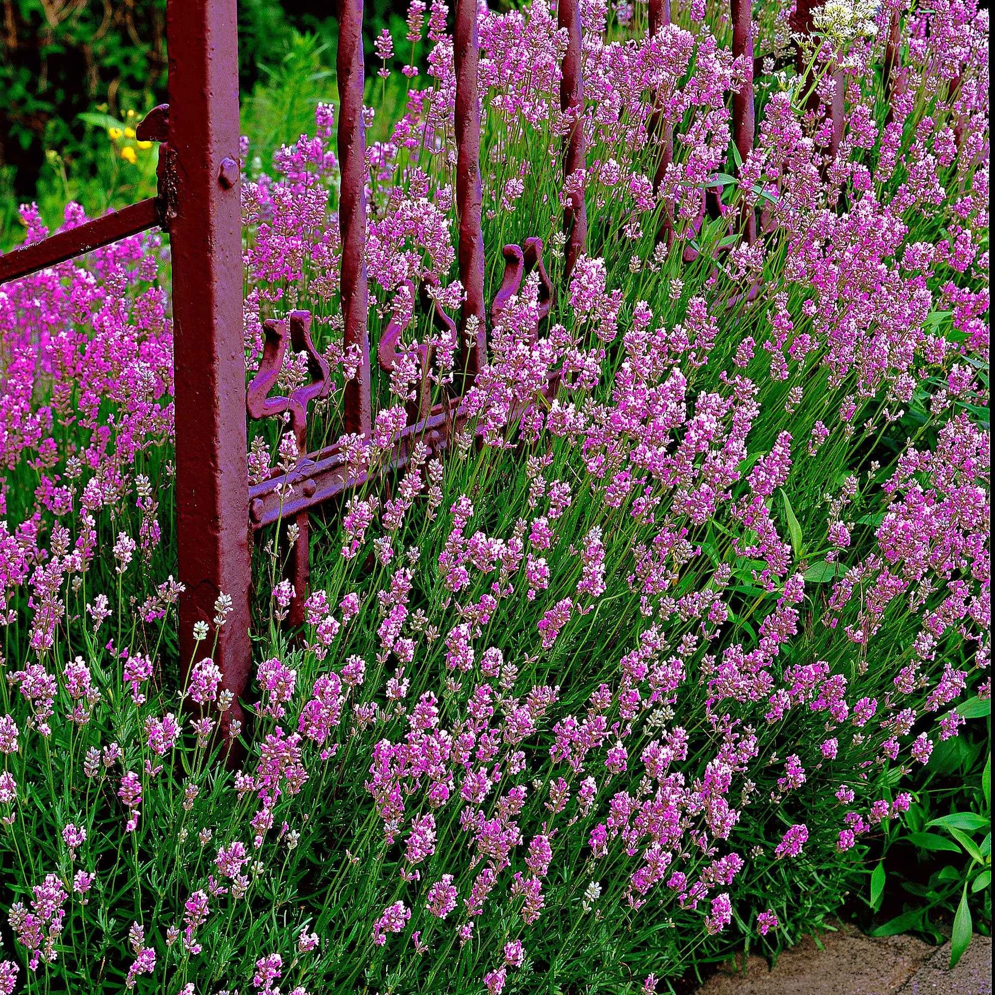6x Lavendel Lavandula Loddon Pink roze - Winterhard - Alle vaste tuinplanten