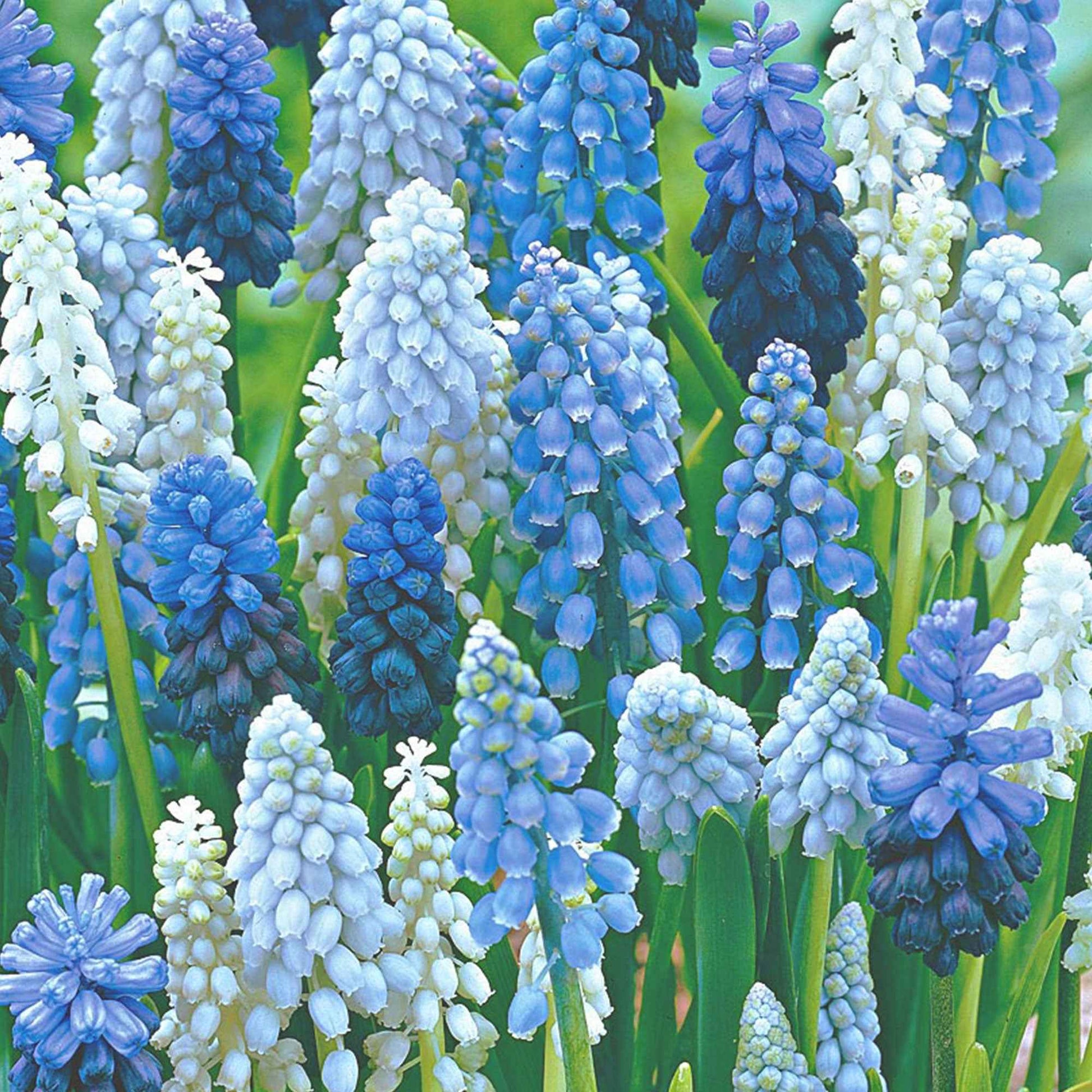 40x Blauwe + witte druifjes Muscari armeniacum blauw-wit - Alle bloembollen