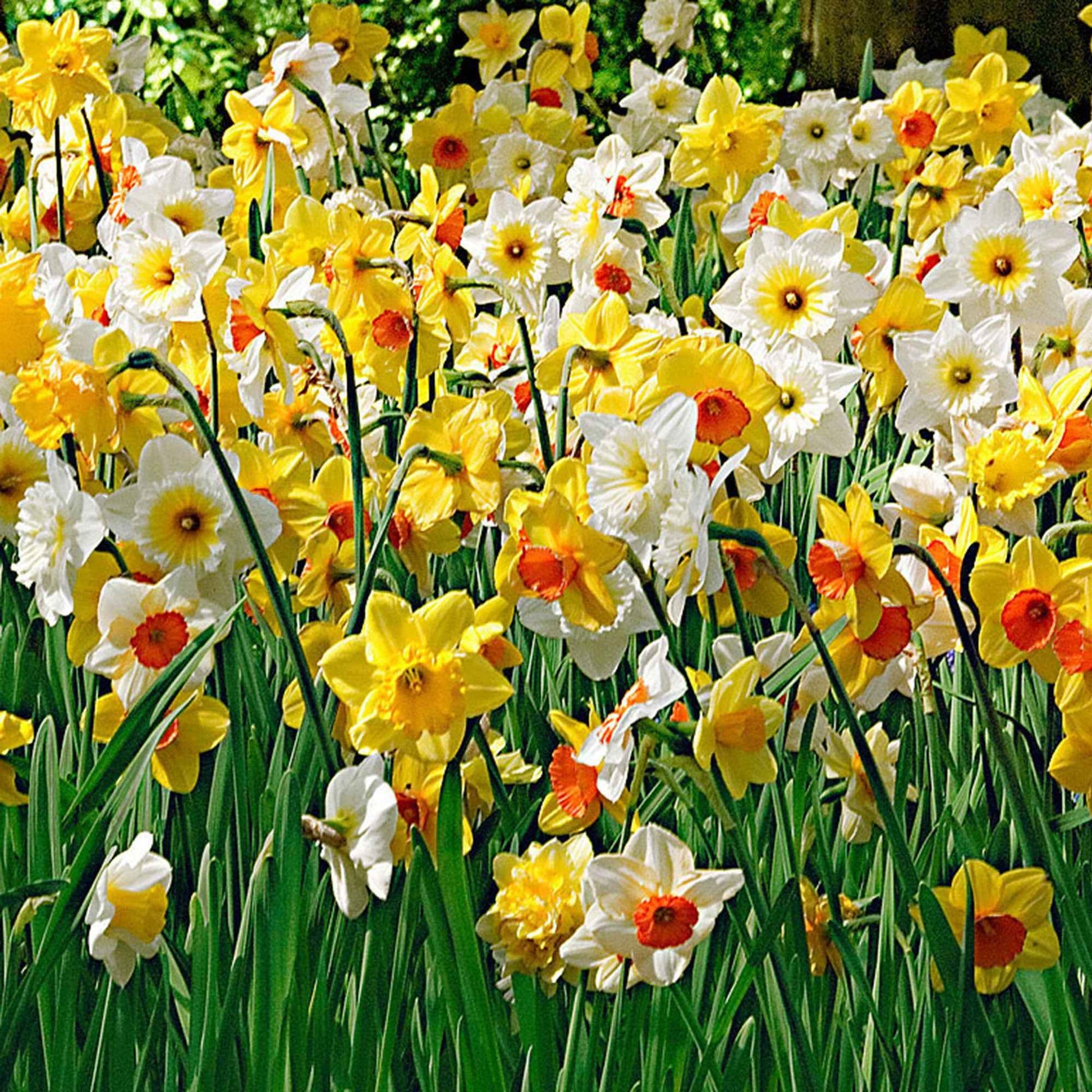 25x Narcissen Narcissus - Mix Rich Garden geel-wit-oranje - Winterhard - Alle populaire bloembollen