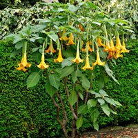 Brugmansia Twinflowers Gold - Kuipplanten