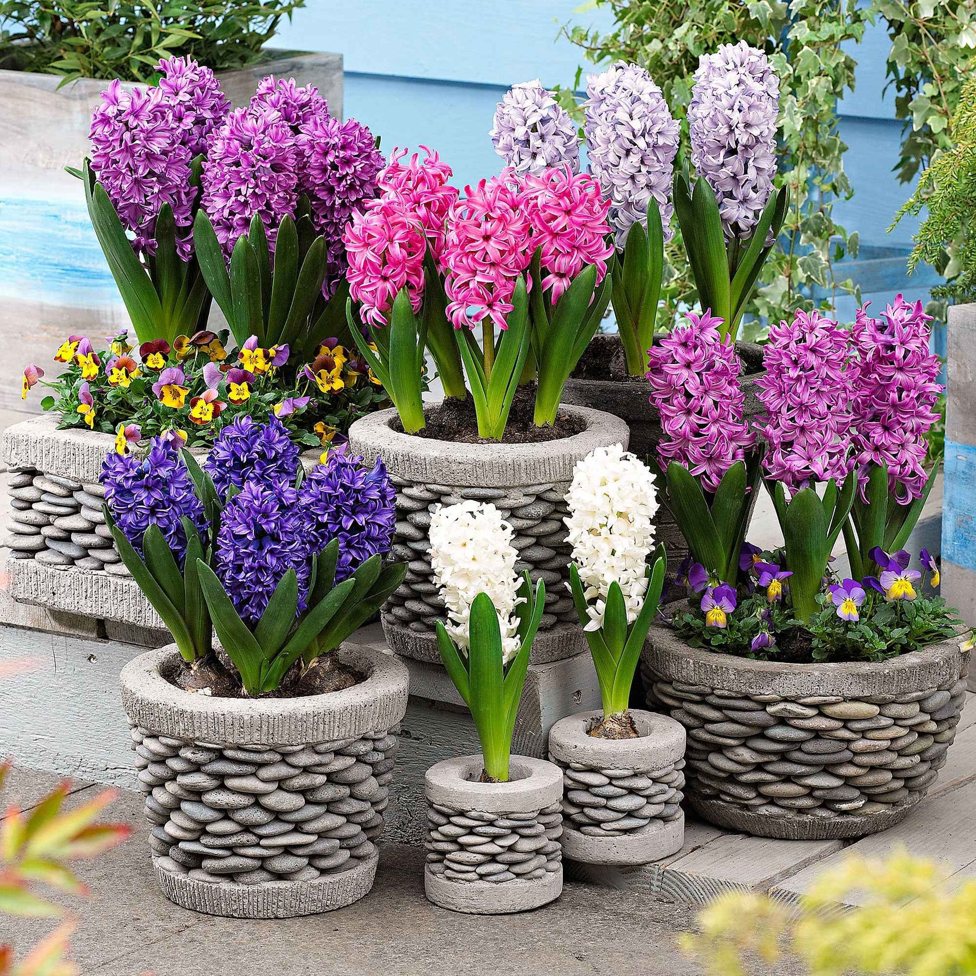 12 Hyacint Poetic Colours Gemengde kleuren - Alle bloembollen