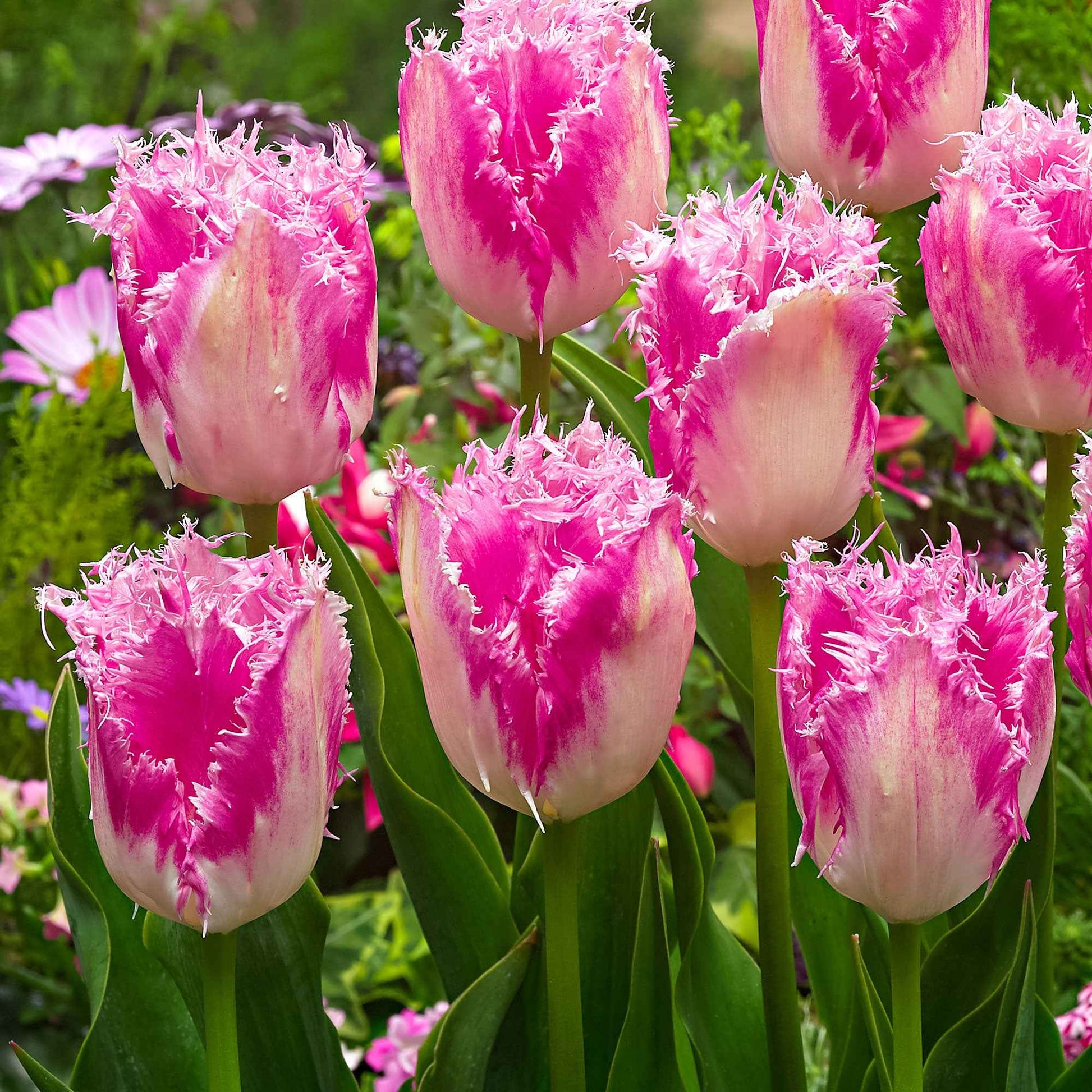 20x Gefranjerde tulpen Tulipa Huis ten Bosch roze - Alle bloembollen