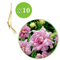 5x Dubbelkelkwinde Calystegia Flore Pleno roze - Bare rooted - Winterhard - Borderplanten