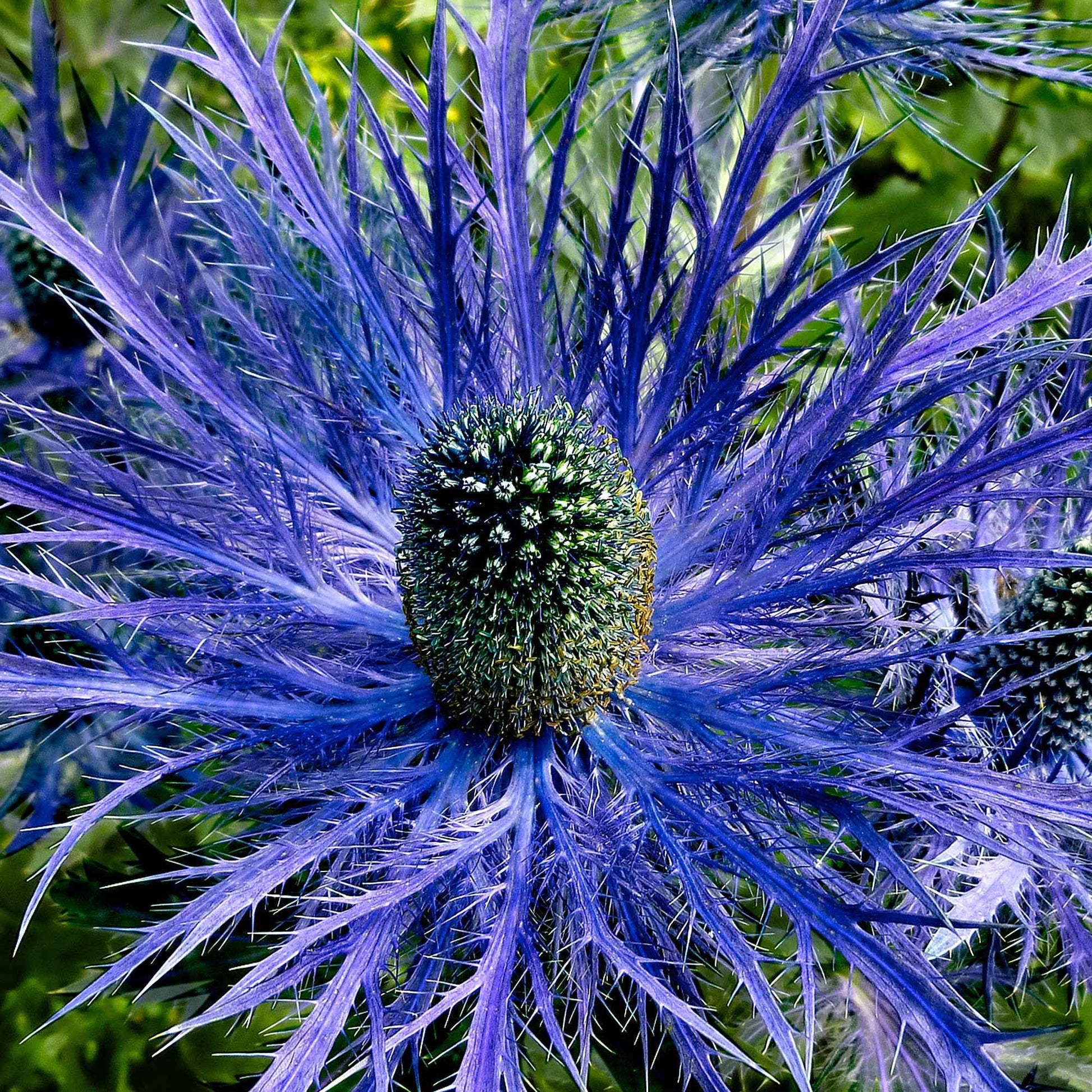 6x Kruisdistel Eryngium Blue Star blauw - Winterhard - Tuinplanten