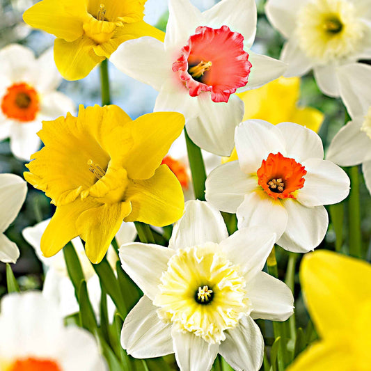 100x Narcis - Mix Big Colors - Winterhard - Alle bloembollen